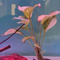 کت پوزه بوته ای