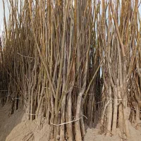 نهالستان گردو بادام صنوبر