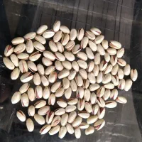 پسته|خوردنی و آشامیدنی|شیراز, آزادی|دیوار