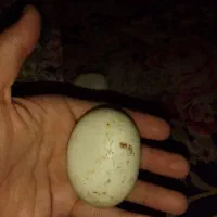 سنگ