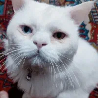 گربه تابه تا یا چشم دورنگ پرشین ایرانی|گربه|سردشت, |دیوار