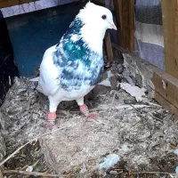 طوق زرین نر.طوق قهوه ای خال دار نر.شازده هفترنگ نر|پرنده|شوشتر, |دیوار