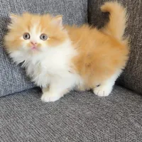 گربه های نژاد دار irancats|گربه|اهواز, بهارستان|دیوار