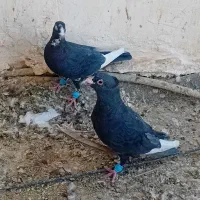 نر سوراخ|پرنده|بم, |دیوار