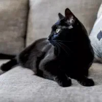 واگزاری بلک کت