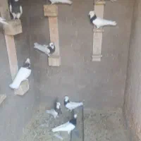 کفتر طوقی|پرنده|مرودشت, رامجرد یک|دیوار