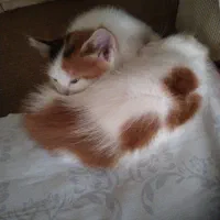بچه گربه
