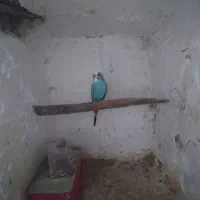 مرغ عشق نر ماده جفت تخم گذار|پرنده|باروق, |دیوار