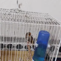 سهره|پرنده|آبادان, |دیوار