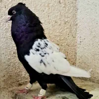 سینه سیاه ۴۰ سانتی نوک سفید