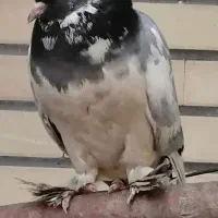 11 کفتر فروشی با هم