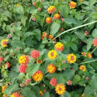 سوال درباره تجربه خوشبختی در زندگی