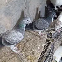 کفتر پرشی|پرنده|بیکاه, |دیوار