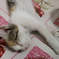 واگذاری بچه گربه