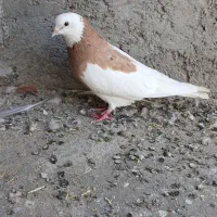 تعدادی کبوتر نر رنگی گرفتنی،ریش سبز ساده ابر طوقی|پرنده|زاهدان, |دیوار