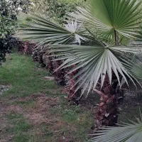 پالم|گل و گیاه طبیعی|چابکسر, |دیوار