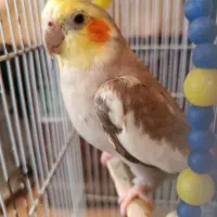 یک جفت عروس هلندی لوتینو وگل باقلی با لوازم|پرنده|لاهیجان, کوی آزادگان|دیوار