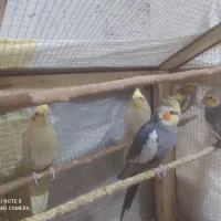 پرنده