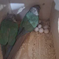 جفت گرینجیک مولد پاین اپل|پرنده|رشت, کوی عرفان|دیوار