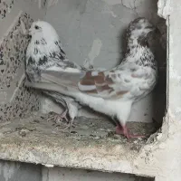 کبوتر|پرنده|اردبیل, |دیوار