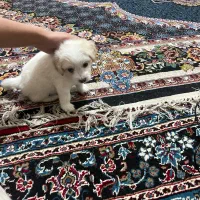سگ فروشی شناسنامه دار