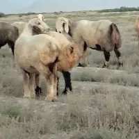 میش بره  شیشک