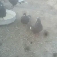 تعدادی کبوتر