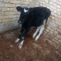 گاو وگوساله