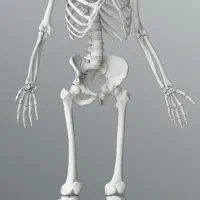 اسکلت انسان صد سانتی متر