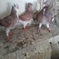 جوجه هومرکاکلی|پرنده|اصفهان, باغ فردوس|دیوار