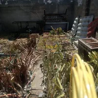 انواع گل بصورت کلی کاکتوس سانسوریا