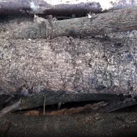 چوب شومینه عالی باقیمت مناسب بفروش میرسد