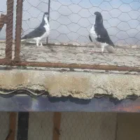 خوشرنگ سیاه نروماده|پرنده|لنجان, |دیوار