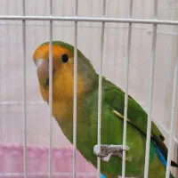 طوطی برزیلی دستی