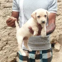 توله سگ