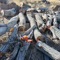 خرید چوب با بالاترین قیمت تسویه سر باسکول|خدمات باغبانی و درختکاری|زنجان, |دیوار