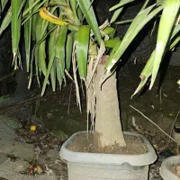 یوکا و سیکاس|گل و گیاه طبیعی|سنگر, |دیوار