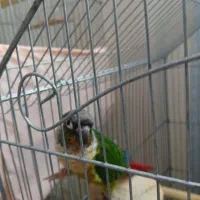 طوطی گرینچیک