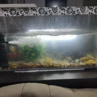 اکواریوم|لوازم جانبی حیوانات|شیراز, کوشک میدان|دیوار