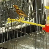 قناری مست مست اماده جفت