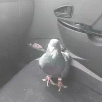 زیر خر سفید|پرنده|شیراز, کوشک میدان|دیوار