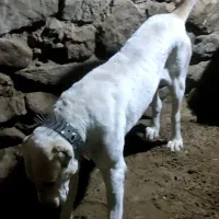 سگ گوسفندی دهن پاک رم تاز ..قد و هیکل خوب ..