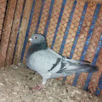 کبوتر مسافتی|پرنده|مشهد, کوی دروی|دیوار