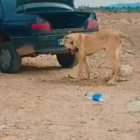 سگ افغان|سگ|عنبرآباد, |دیوار