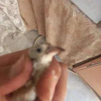 سهره شهرکرد|پرنده|فریدونشهر, |دیوار