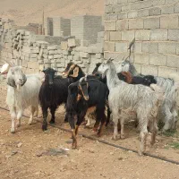 فروش ۷ راس کلر بز جنس/دار آبستن گلون در فیروزاباد|حیوانات مزرعه|فیروزآباد (فارس), |دیوار
