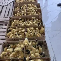 اردک جوجه رنگی گلپایگان