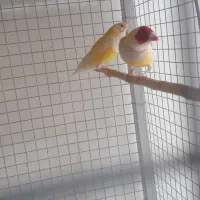 حراج دوعدد فنچ نر مست وزیبا|پرنده|اهواز, شهرک برق|دیوار