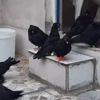 زاغ آبادانی|پرنده|کارون, |دیوار