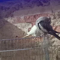 عروس هلندی|پرنده|تهران, هلال احمر|دیوار